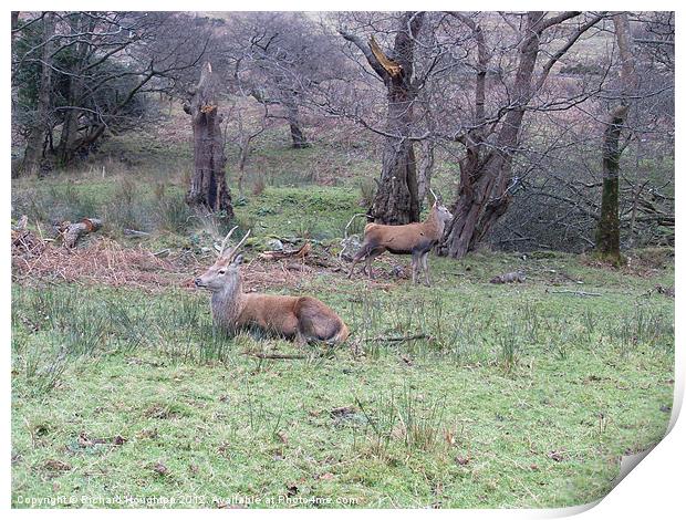 Young Stags Arran Print by Richard Houghton