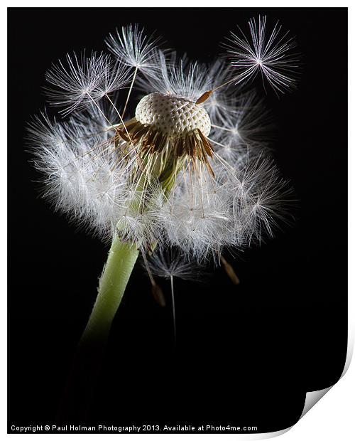 Dandelion seeds Print by Paul Holman Photography