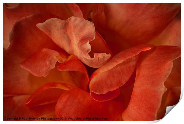 Rose Petals Print by Paul Holman Photography