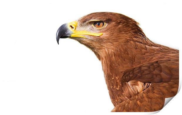 Steppe Eagle Print by Paul Holman Photography