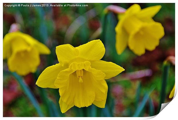 Daffodils Print by Paula J James