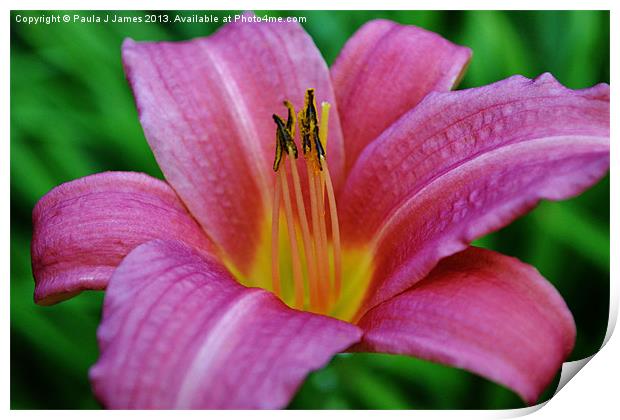 Pink Lily Print by Paula J James