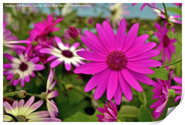 Senetti Magenta Print by Paula J James