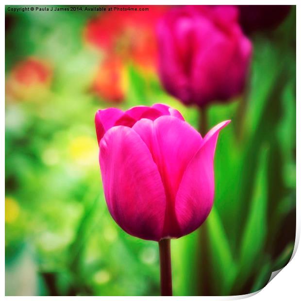 Pink Tulip Print by Paula J James