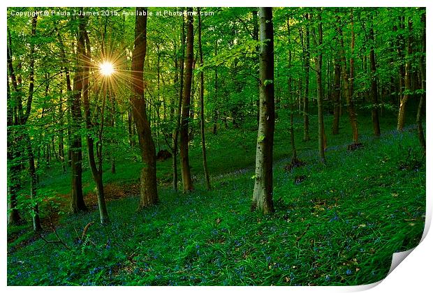  Bluebell Woods at Sunset Print by Paula J James