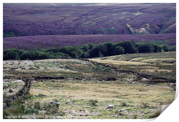 HEATHER  ON THE SADDLEWORTH MOORS Print by JEAN FITZHUGH