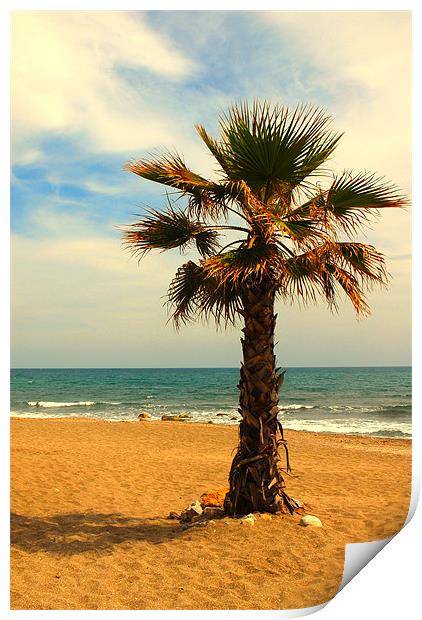 Palm Tree on a beach Print by JEAN FITZHUGH