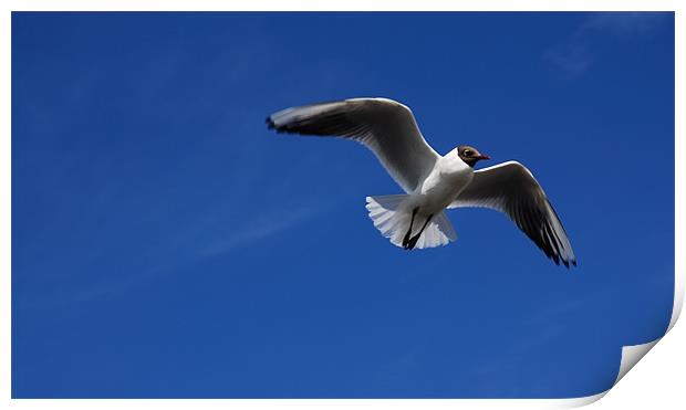 seagull in flight Print by JEAN FITZHUGH