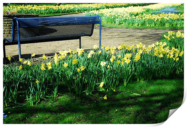 Daffodils and a bench Print by JEAN FITZHUGH
