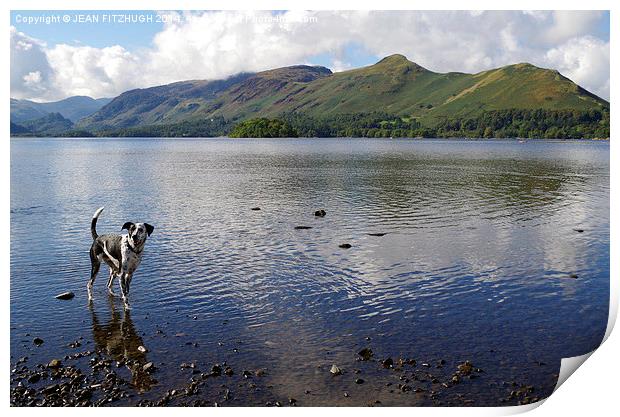 DOG HAVING A PADDLE IN DERWENTWATER IN KESWICK Print by JEAN FITZHUGH