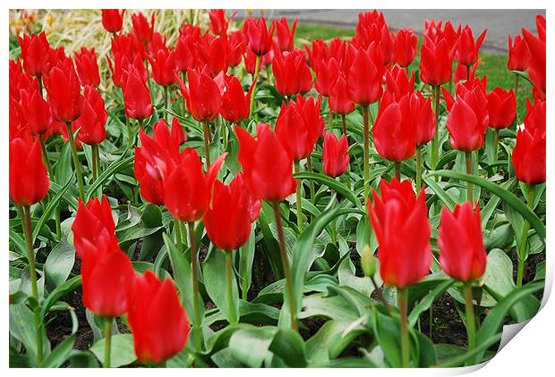 Red Tulips Print by JEAN FITZHUGH