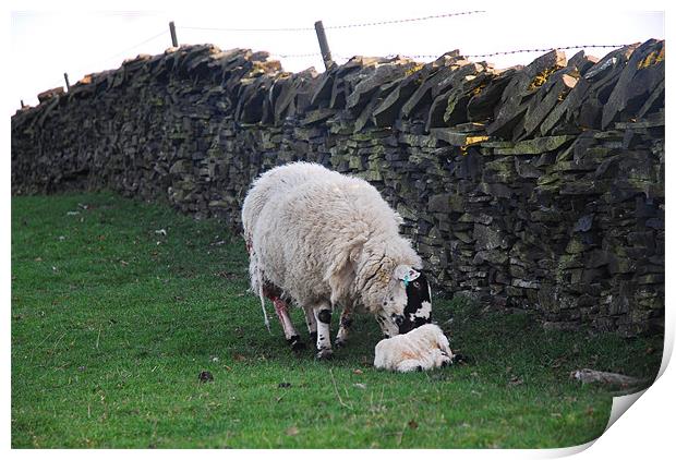 Just Born a Lamb Print by JEAN FITZHUGH