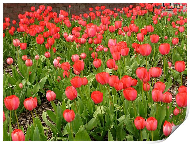 Outdoor Display of Red Tulips Print by JEAN FITZHUGH