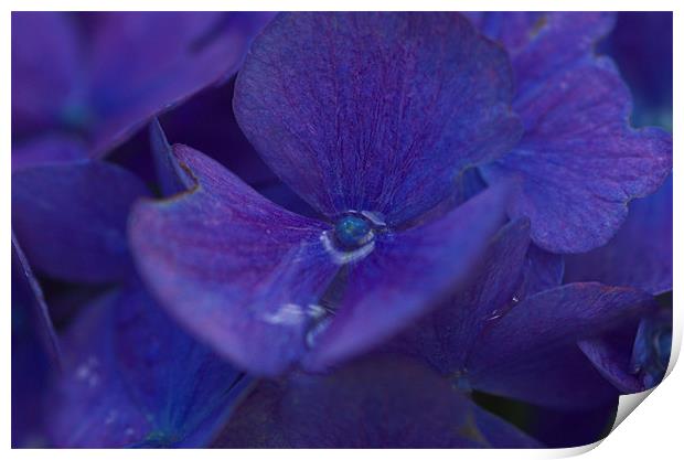 A Purple Blue Flower Bizzie Lizzie Print by JEAN FITZHUGH