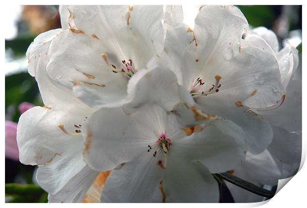 White Rhododendron Print by JEAN FITZHUGH