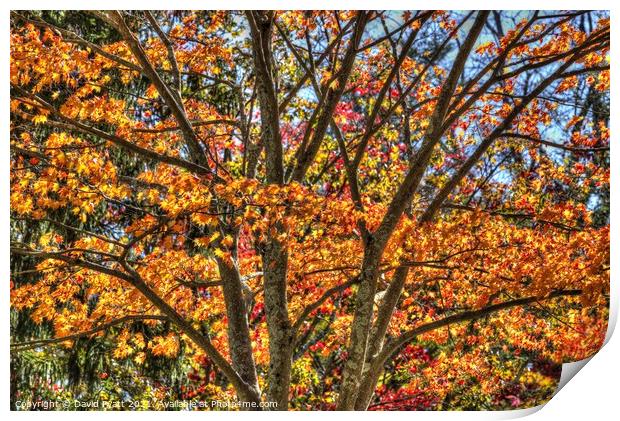 New York Autumn Colours Print by David Pyatt