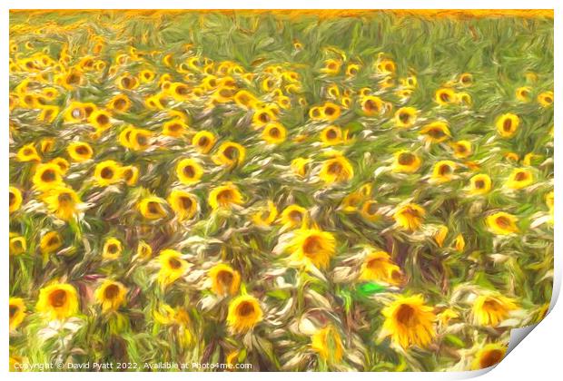 Sunflower Summer Breeze Art Print by David Pyatt