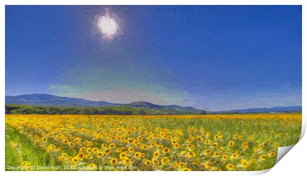 Sunflower Dreaming Art Print by David Pyatt