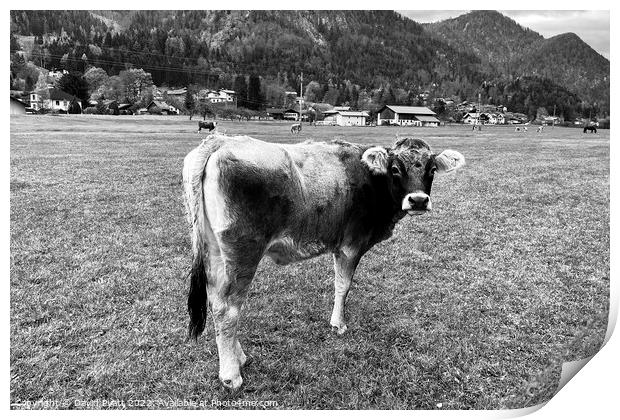 Tyrolean Grey Cow Austria Print by David Pyatt
