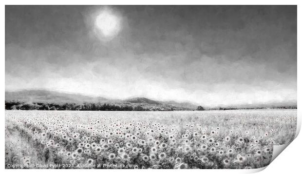 Sunflower Infrared Panorama Print by David Pyatt