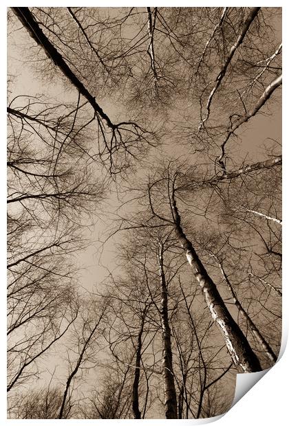 Epping  Forest trees Print by David Pyatt