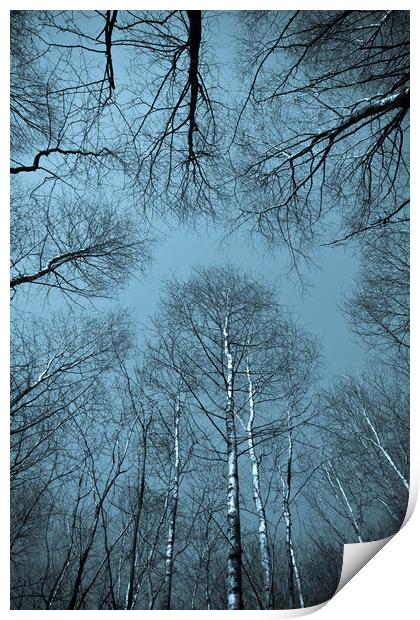 Epping  Forest trees Print by David Pyatt