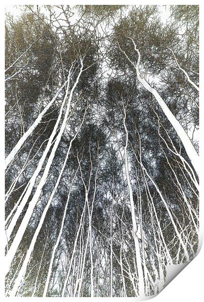 Epping Forest Trees Print by David Pyatt