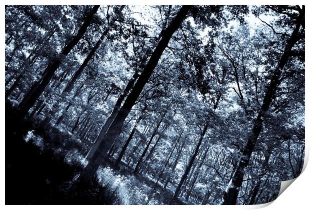 The Cool Forest Print by David Pyatt