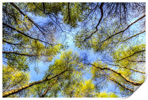 The Tree Canopy Print by David Pyatt