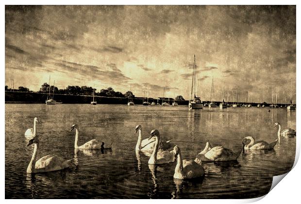 Vintage Swans Print by David Pyatt