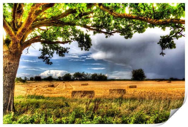 The Field Beyond The Tree Print by David Pyatt