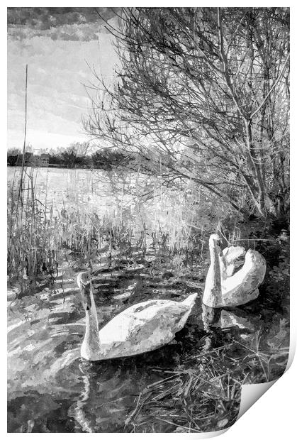 Swan Lake Art Print by David Pyatt