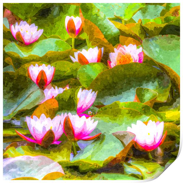 Water Lily Art Print by David Pyatt