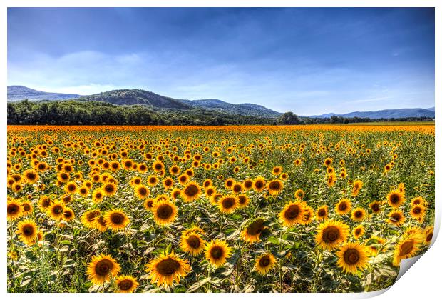 Sunflower Fields Of Summer  Print by David Pyatt