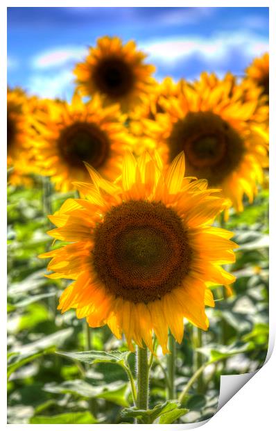 Sunflower Summer Days Print by David Pyatt