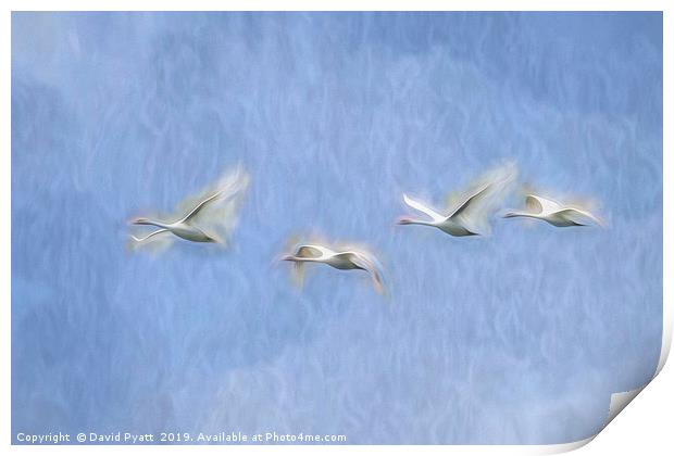 Swans Flight Art Print by David Pyatt