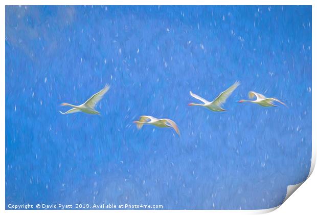 Swans Flying Art Print by David Pyatt