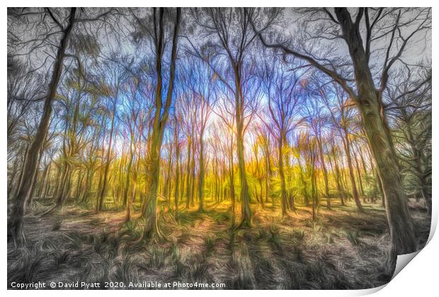Light Through The Forest Art Print by David Pyatt