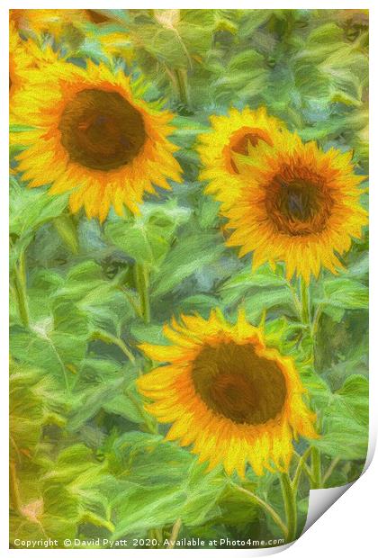 Sunflower Field Art Print by David Pyatt