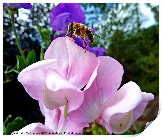 Hoverfly on Sweet Pea Print by John McCoubrey