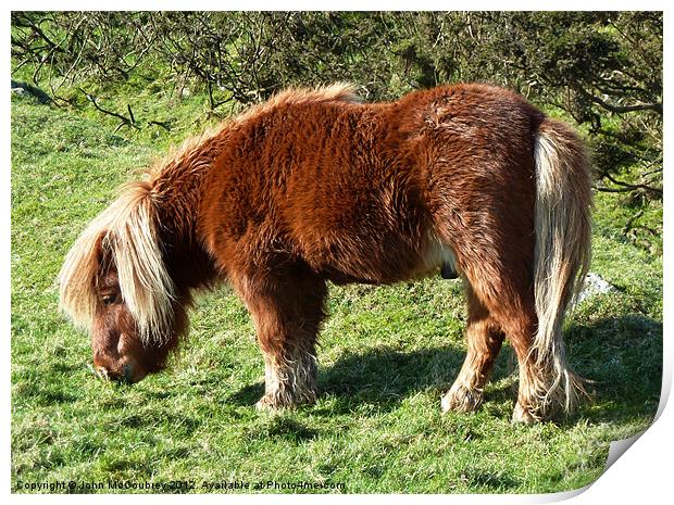 Shetland Pony Stallion Print by John McCoubrey