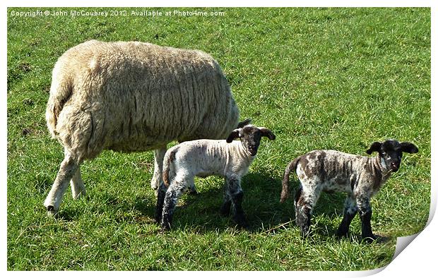 Twin Baby Lambs Print by John McCoubrey