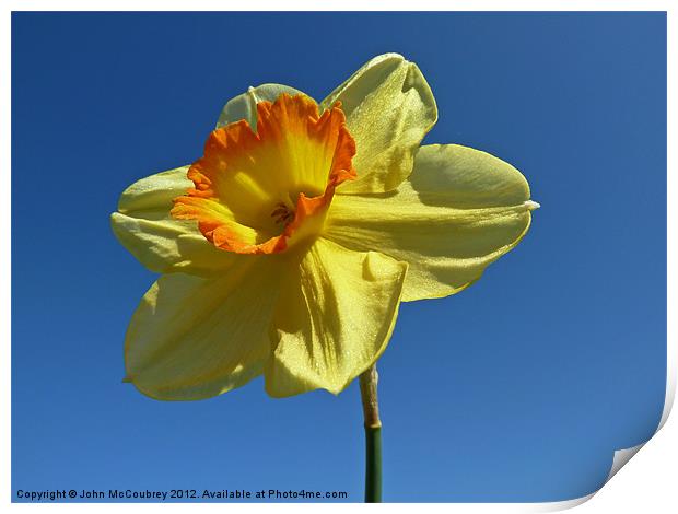 Yellow and Orange Narcissus Print by John McCoubrey