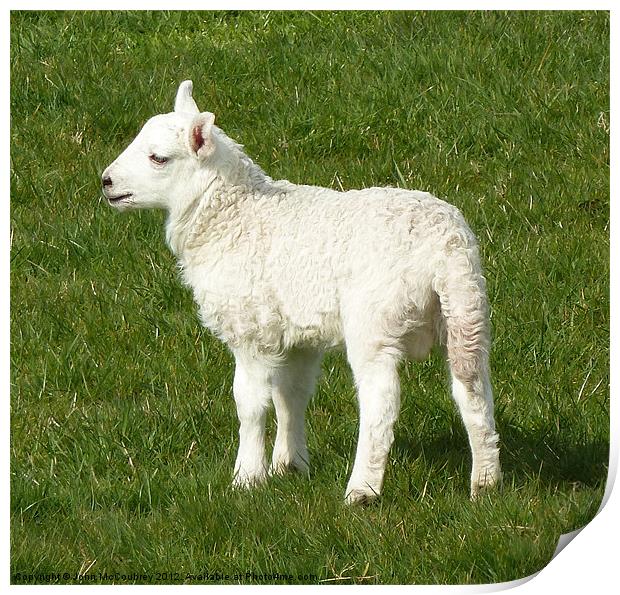 White Lamb Print by John McCoubrey