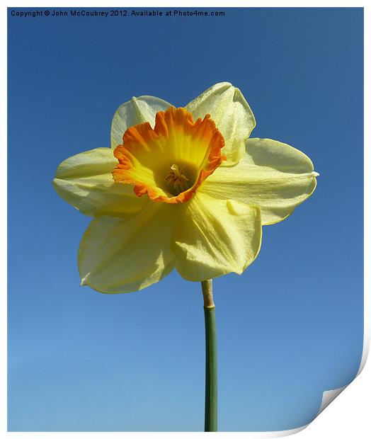 Yellow Narcissus Daffodil Print by John McCoubrey