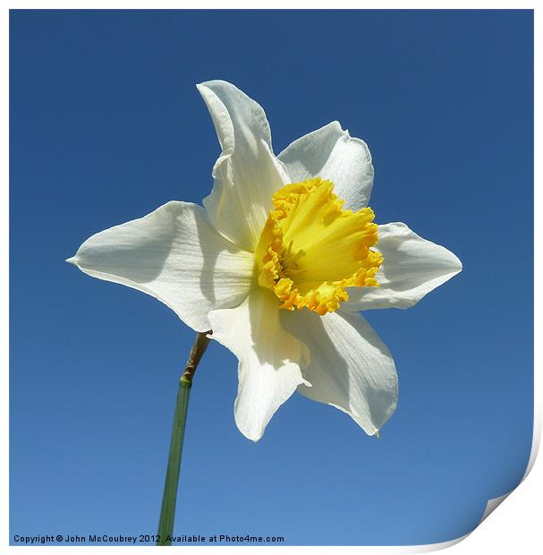 Yellow and White Narcissus Daffodil Print by John McCoubrey