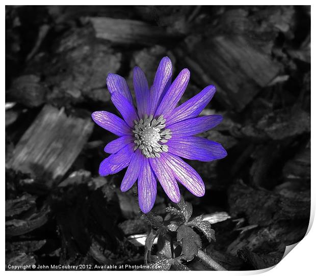 Bright Purple Flower Print by John McCoubrey