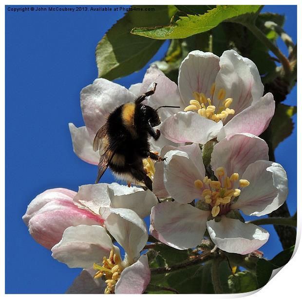 Bumble Bee on Apple Blossom Print by John McCoubrey