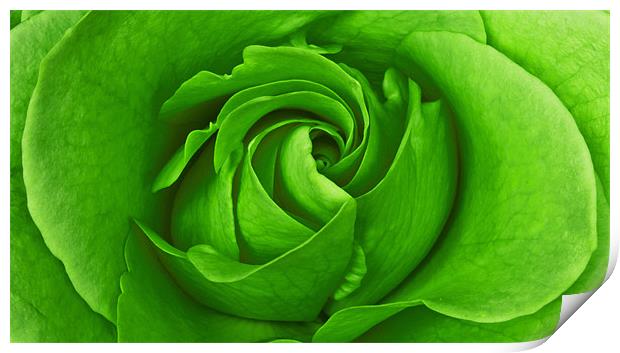Lime Rose Print by Alex Hooker