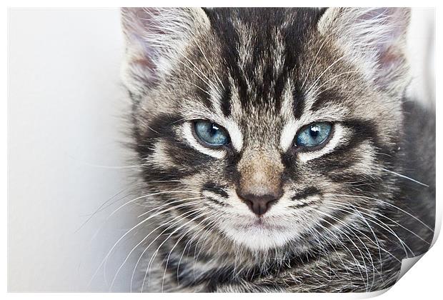 Tabby Kitten Print by Alex Hooker